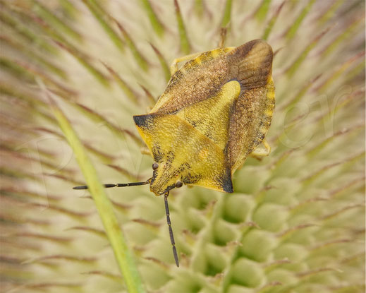 Bild: Purpur-Fruchtwanze, Carpocoris cf. purpureipennis, oder Nördliche Fruchtwanze, Carpocoris cf. fuscispinus - an der Blüte der Wilden Karde