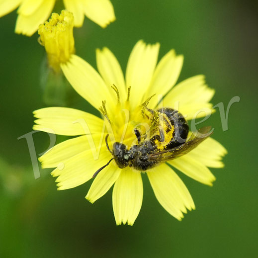 Bild: Furchenbiene, Halictus spec., Wildbiene, Wildbienen, wildbee, Rainkohl, Lapsana communis, Korbblütler, Asteracea