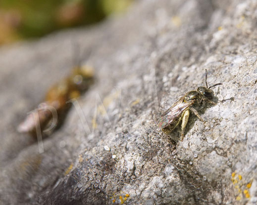 Bild: Schmalbiene der morio-Gruppe, Weibchen, Wildbiene
