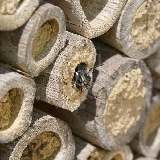 Bild: Weibchen der Natternkopf-Mauerbiene, Osmia adunca, Hoplitis adunca, Bambus, Nistgang