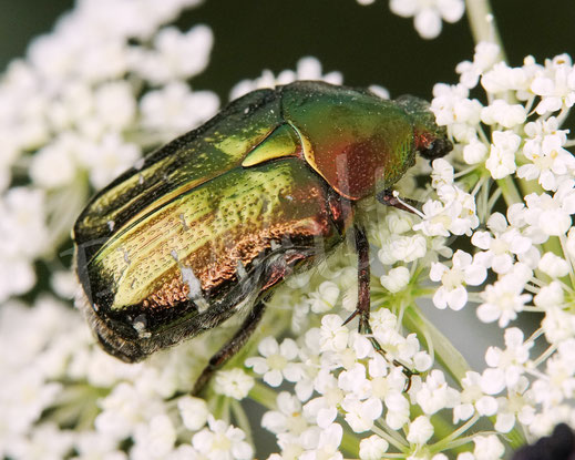 Bild: Goldglänzender oder Gemeiner Rosenkäfer, Cetonia aurata, Wilde Möhre, Daucus carota, Doldenblütler, Cetoniinae, Blatthornkäfer, Scarabaeidae, Käfer, Coleoptera, Blüte