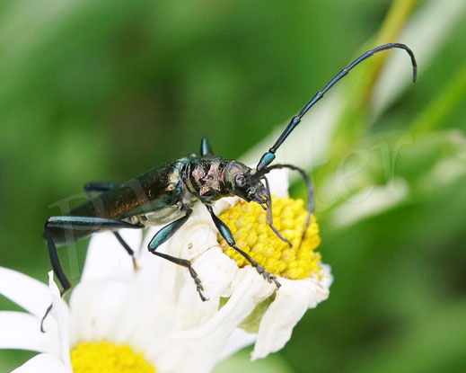 Bild: Moschusbock, Aromia moschata, Bockkäfer, Cerambycidae, Käfer, Coleoptera,  