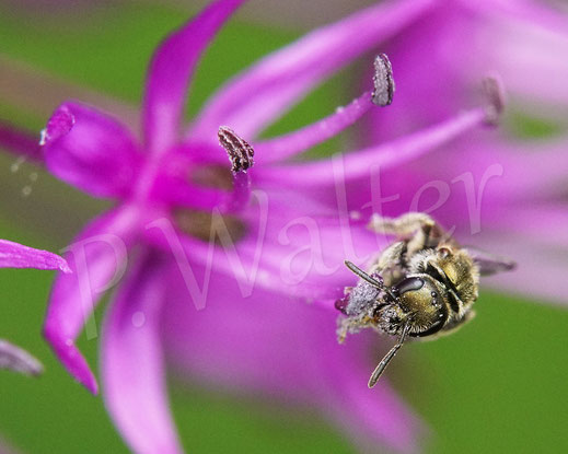 Bild: Schmalbiene der morio-Gruppe, Weibchen in einer Blüte eines Allium / Lauch, Lasioglossum cf. nitidulum, Wildbiene