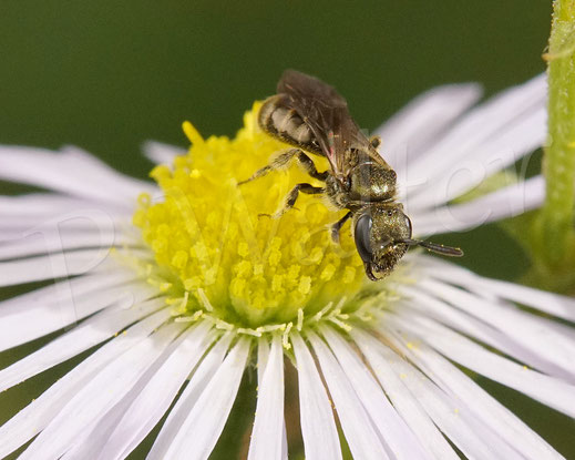 Bild: Furchenbiene, Schmalbiene, Weibchen am Nektartrinken, Lasioglossum, Einjähriges Berufkraut, Feinstrahl, Erigeron annuus, Wildbiene