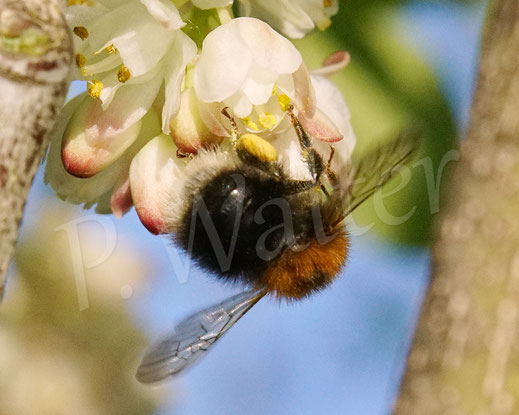 Bild: Baumhummel, Bombus hypnorum, bumble bee, Gemeine Pimpernuss, Staphylea pinnata, Klappernuss, Gefiederte Pimpernuss, Pimpernussgewächse, Staphyleaceae, Pimpernüsse, weiße Blüten, Wildbiene, Strauch