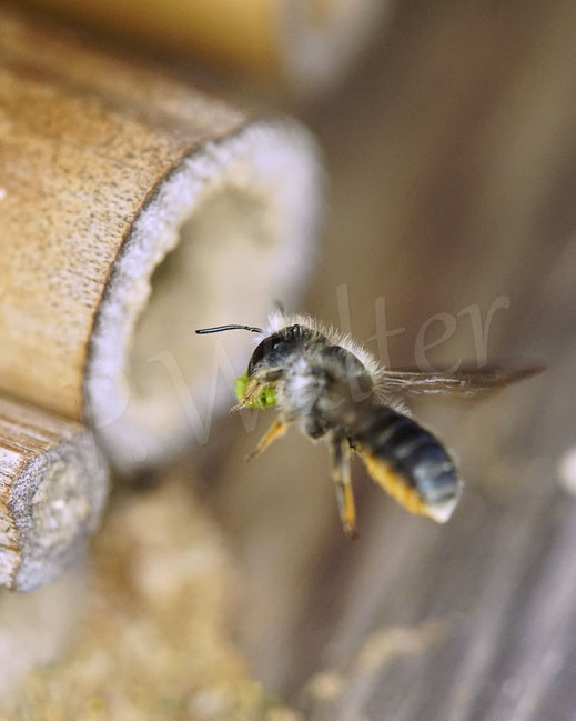 Bild : Schöterich-Mauerbiene, Weibchen, Osmia brevicornis, Wildbiene, oligolektisch, Bambusröhrchen, Nistplatz, Pflanzenmörtel