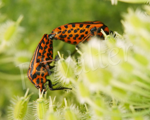 Bild: Streifenwanze, Graphosoma lineatum, Pentatomidae, Schnabelkerfe, Hemiptera, Baumwanzen, Wanzen, HeteropteraPaarung, Pärchen, Wilde Möhre, Daucus carota subsp. carota, Doldenblütler, Apiaceae