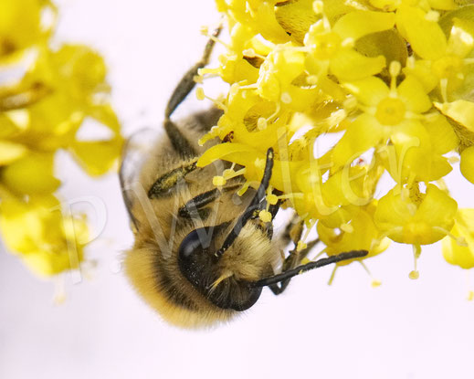 Bild: Frühlings-Seidenbiene, Colletes cunicularius, Männchen an der Kornelkirsche, Cornus mas, Wildbiene