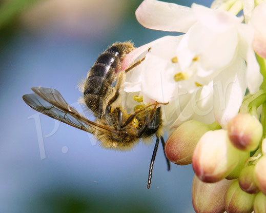 Bild:Sandbiene, Männchen, Andrena spec., Gemeine Pimpernuss, Staphylea pinnata, Klappernuss, Gefiederte Pimpernuss, Pimpernussgewächse, Staphyleaceae, Pimpernüsse, weiße Blüten, Wildbiene, Strauch