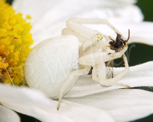Bild: Veränderliche Krabbenspinne, Misumena vatia, Araneae, Thomisida, Spinnen, Beute, Maskenbiene, goldenrod crab spider, Wiesen-Margerite, Leucanthemum vulgare