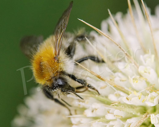 Bild: Ackerhummel, Bombus pascuorum, an der Schlitzblättrigen Karde, Dipsacus laciniatus, Kardengewächse, Dipsacus, Schlitzblatt-Karde, weiße Karde