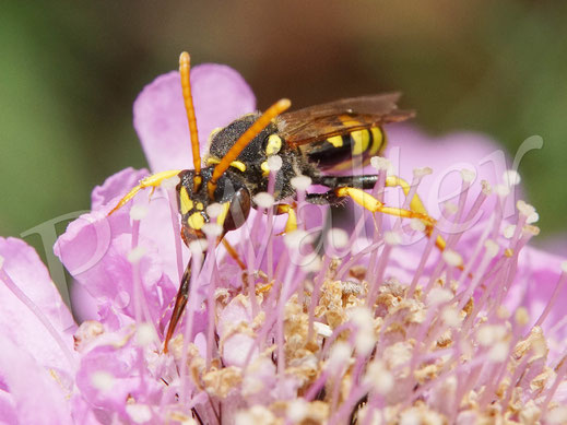 Bild: Nomada goodeniana, Wespenbiene, Weibchen nektartrinkend an einer Skabiose