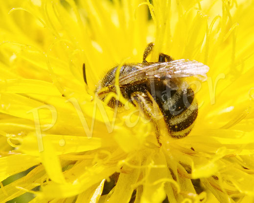 Bild: Weißbinden-Schmalbiene, Lasioglossum cf. leucozonium, Blüte, Wiesen-Pippau, Zweijähriger Pippau, Crepis biennis, Wildbiene, Blüte