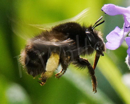 Bild: Frühlings-Pelzbiene, Anthophora plumipes, Weibchen an der Katzenminze, Nepeta, Catnip, Flower Bee, Wildbiene