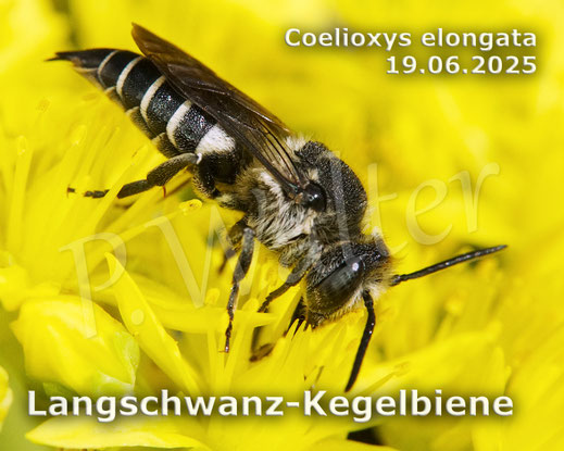 Bild: Langschwanz-Kegelbiene, Weibchen, Coelioxys elongata, Megachilidae, Kuckucksbiene, cuckoo bee, Dull-vented Sharp-tailed Bee, Tripmadam, Felsen-Fetthene, Fetthenne, Sedum reflexum