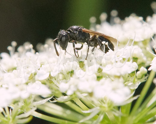 Bild: Maskenbiene, Hylaeus spec., Wilde Möhre, Daucus carota subsp. carota, Doldenblütler, Apiaceae, Wildbiene, wild bee