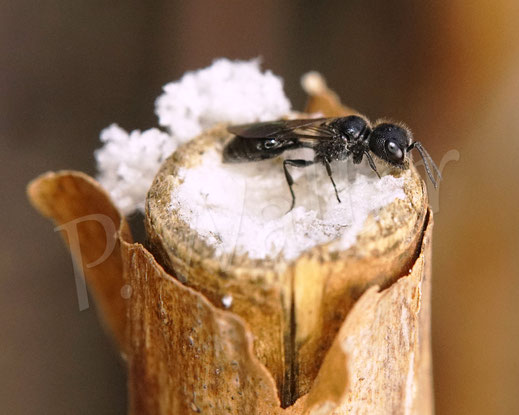 Bild: winzige Grabwespe, wahrscheinlich Pemphredon spec., ein Läusejäger, Gattung Spheciformes, Familie Crabronidae, Pemphredonini, Blattläuse als Beute, markhaltiger Stängel, Nistgang, Hautflügler