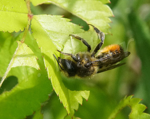 Bild: Weibchen der Garten-Blattschneiderbiene, Megachile willughbiella, Blatt, Wildrose
