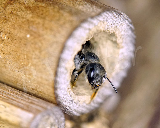 Bild : Schöterich-Mauerbiene, Weibchen, Osmia brevicornis, Wildbiene, oligolektisch, Bambusröhrchen