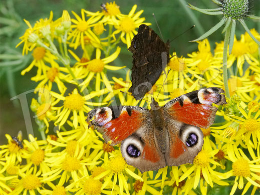 Bild: Tagpfauenauge am Jakobs-Kreuzkraut, Schmetterling, butterfly, Tagfalter, Inachis io, Senecio jacobaea, Jacobaea vulgaris