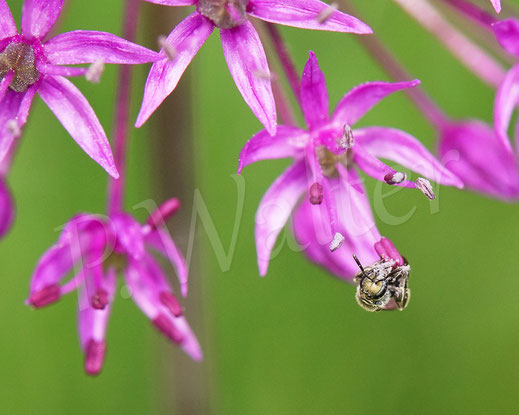 Bild: Schmalbiene der morio-Gruppe, Weibchen in einer Blüte eines Allium / Lauch, Lasioglossum cf. nitidulum, Wildbiene