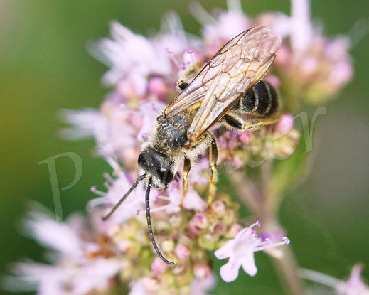 Vierbindige Furchenbiene, Halictus quadricinctus, Männchen