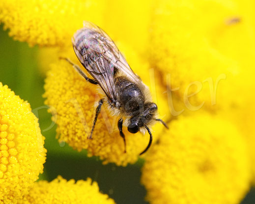 Bild: Colletes cf. daviesanus, Buckel-Seidenbiene ? Männchen, Rainfarn, Tanacetum vulgare, Korbblütler, Asteraceae, Wildbiene, Wildbienen, gelbe Blüte