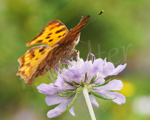 C-Falter, Comma butterfly, Schmetterling, Tagfalter Edelfalter, Polygonia c-album, Nymphalis c-album, Tauben-Skabiose, Scabiosa columbaria