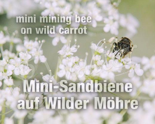 Bild: kleine Sandbiene, Andrena minutula-Gruppe, Zwergsandbiene, Wilde Möhre, Daucus carota subsp. carota, Doldenblütler, Apiaceae, Wildbiene