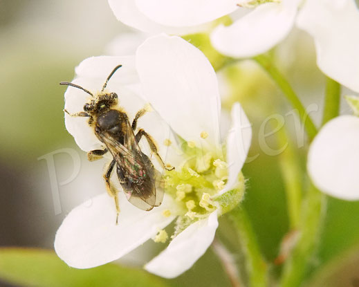 Bild: kleine Sandbiene, Andrena minutula-Gruppe, Zwergsandbiene, Gemeine Gewöhnliche Felsenbirne, Amelanchier ovalis, A. rotundifolia, Wildbiene