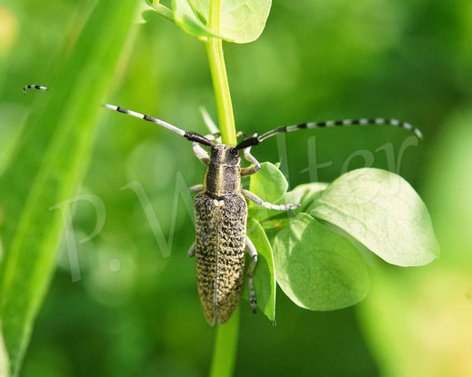 Bild: Scheckhorn-Distelbock, Nesselbock, Linienhalsiger Halmbock, Agapanthia villosoviridescens, Bockkäfer, Cerambycidae, Käfer, Coleoptera, Weberböcke, Lamiinae