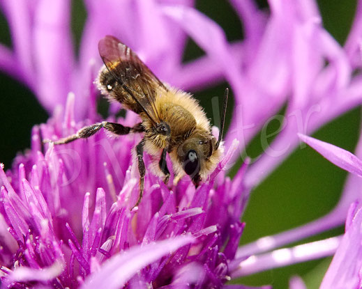 Bild: Osmia leaiana, Zweihöckrige Mauerbiene, Distel-Mauerbiene, Männchen, Wiesen-Flockenblume, Centaurea jacea, Korbblütler, Asteraceae, oligolektische Wildbiene, Apidae, Hymenoptera