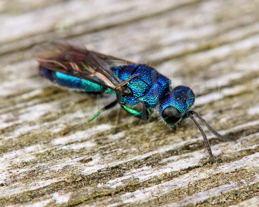 Blaue Goldwespe, Trichrysis cyanea, Chrysis cyanea, Chrysididae