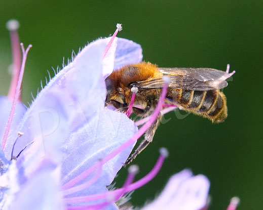 Bild: Männchen der Natternkopf-Mauerbiene, Hoplitis adunca / Osmia adunca, Gewöhnlicher Natternkopf, Blüte, Echium vulgare, oligolektische Wildbiene
