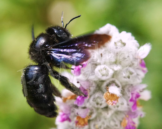 Bild: Blauschwarze Holzbiene, Große Holzbiene, Xylocopa violacea, Weibchen, Woll-Ziest, Wollziest, Stachys byzantina, Wildbiene, Lippenblütler, Lamiaceae 
