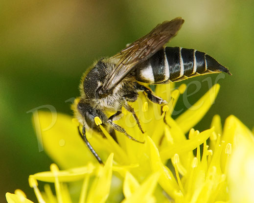 Bild: Langschwanz-Kegelbiene, Weibchen, Coelioxys elongata, Megachilidae, Kuckucksbiene, cuckoo bee, Dull-vented Sharp-tailed Bee, Tripmadam, Felsen-Fetthene, Fetthenne, Sedum reflexum