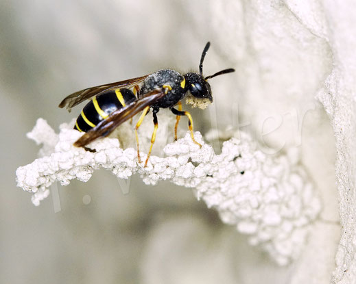 Bild: Gemeine Schornsteinwespe, Odynerus spinipes, Hautflügler, Faltenwespen, Hymenoptera, Steilwand, Löswand, Abbruchkante