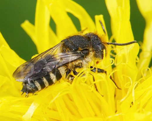 Bild: Goldsaum-Kegelbiene, Coelioxys aurolimbata, Männchen am Wiesen-Pippau, Crepis biennis, Wildbiene, Kuckucksbiene, Korbblütler
