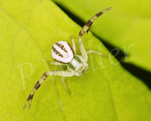Bild: Veränderliche Krabbenspinne, Misumena vatia, Männchen, Thomisidae, Spinnentiere, Arachnida