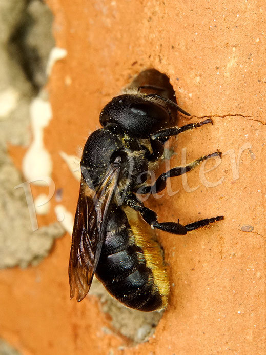 Bild: Osmia leaiana, Zweihöckrige Mauerbiene, am Niststein aus Ton