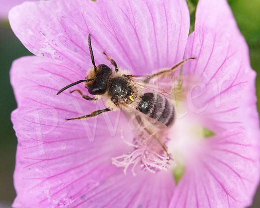 Bild: Glockenblumen-Sägehornbiene, Melitta haemorrhoidalis, Männchen, Moschusmalve, Malva moschata, Malvaceae, rosa Blüte, pink Blüte, oligolektische Wildbiene