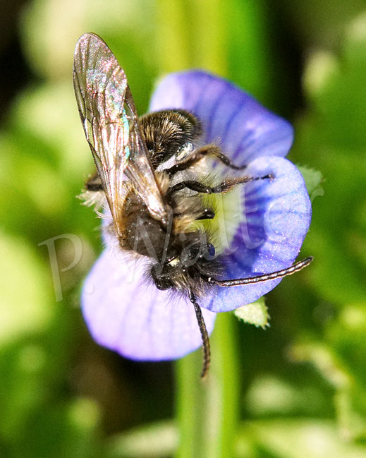 Bild: Zweifarbige Sandbiene, Andrena bicolor, Männchen, miningbee, Wildbiene, Wildbienen, wildbee, Gamander-Ehrenpreis, Veronica chamaedrys