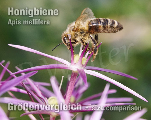 Bild: Honigbiene, Apis mellifera, Allium, Lauch, Kugellauch