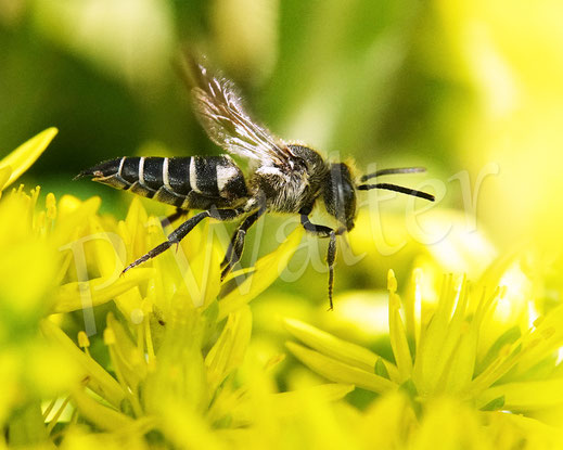Bild: Langschwanz-Kegelbiene, Weibchen, Coelioxys elongata, Megachilidae, Kuckucksbiene, cuckoo bee, Dull-vented Sharp-tailed Bee, Tripmadam, Felsen-Fetthene, Fetthenne, Sedum reflexum