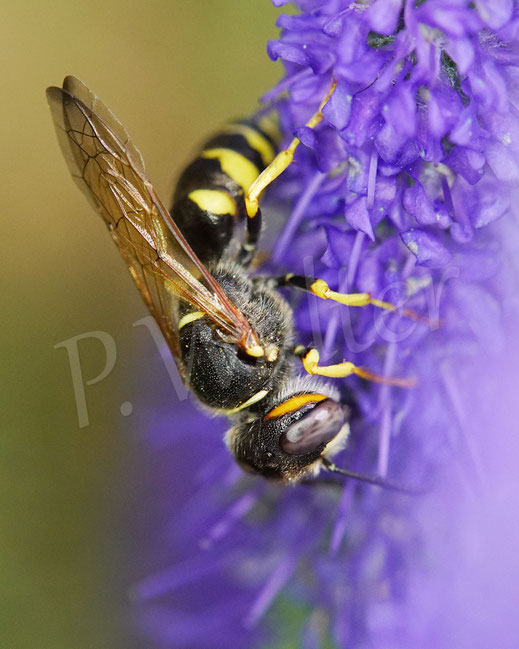 Bild: Bienenwolf, Weibchen, Philanthus triangulum, Crabronidae, Grabwespe, bee wolf, digger wasp, solitary wasp, Ehrenpreis, Veronica