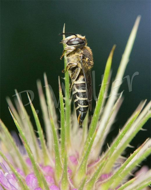Bild: Goldsaum-Kegelbiene, Coelioxys aurolimbata, Weibchen hat sich zum Übernachten an der Wilden Karde festgebissen