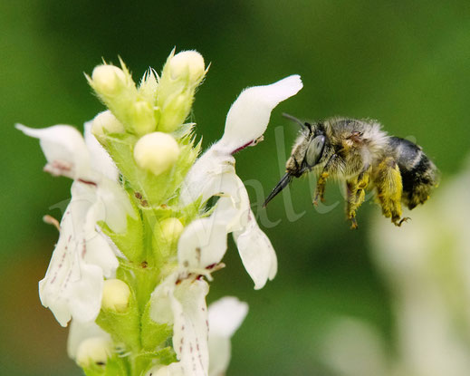 Bild: Vierfleck-Pelzbiene Anthophora quadrimaculata, Flug, Weibchen, Wildbiene, Aufrechter Ziest, Stachys recta, Lippenblütler, Lamiaceae