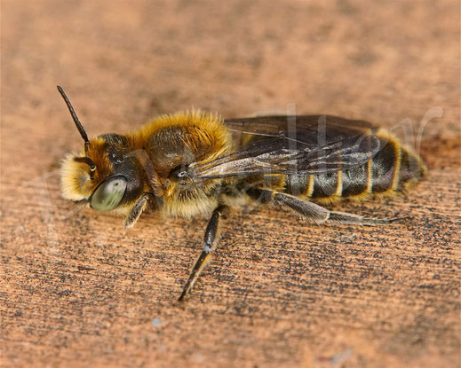 Bild: Männchen der Natternkopf-Mauerbiene, Osmia adunca
