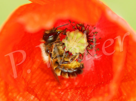 Bild: Rostrote Mauerbiene, Osmia bicornis, Weibchen in einer Mohnblüte, Papaver, Wildbiene, Klatschmohn