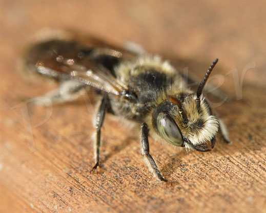 Natternkopf-Mauerbiene, Osmia adunca